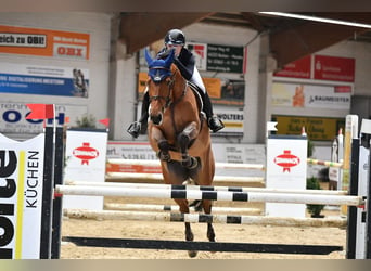 Holsteiner, Merrie, 8 Jaar, 168 cm, Bruin