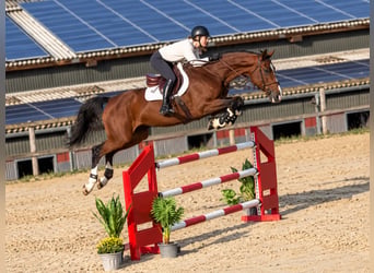 Holsteiner, Merrie, 8 Jaar, 168 cm, Bruin