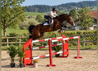 Holsteiner, Merrie, 8 Jaar, 168 cm, Bruin