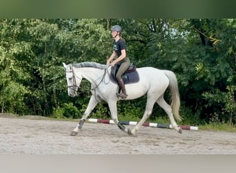 Holsteiner, Merrie, 8 Jaar, 168 cm, Schimmel