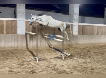 Holsteiner, Merrie, 8 Jaar, 168 cm, Schimmel
