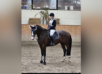 Holsteiner, Merrie, 8 Jaar, 170 cm, Bruin