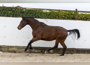 Holsteiner, Merrie, 8 Jaar, 170 cm, Bruin