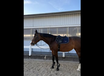 Holsteiner, Merrie, 8 Jaar, 170 cm, Donkerbruin