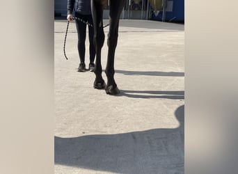 Holsteiner, Merrie, 8 Jaar, 170 cm