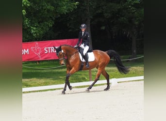 Holsteiner, Merrie, 8 Jaar, 170 cm, Roodbruin