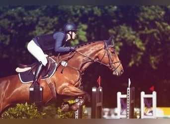 Holsteiner, Merrie, 8 Jaar, 172 cm, Bruin