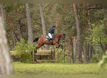 Holsteiner, Merrie, 8 Jaar, 173 cm, Bruin