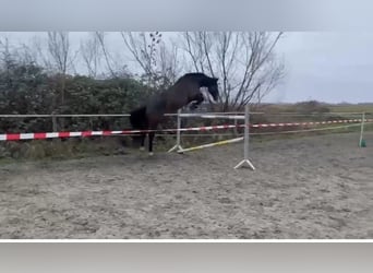 Holsteiner, Merrie, 8 Jaar, 173 cm, Bruin
