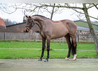 Holsteiner, Merrie, 8 Jaar, 174 cm, Bruin
