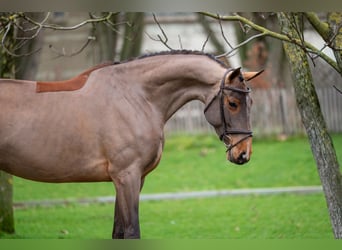 Holsteiner, Merrie, 8 Jaar, 174 cm, Bruin
