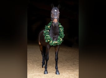Holsteiner, Merrie, 8 Jaar, 174 cm, Donkerbruin