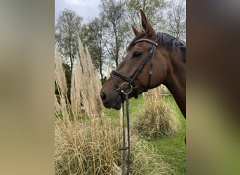 Holsteiner, Merrie, 8 Jaar, 175 cm, Donkere-vos