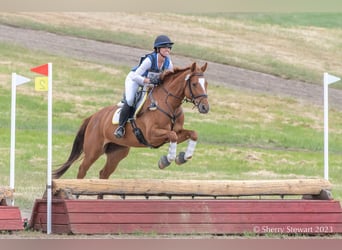 Holsteiner, Merrie, 8 Jaar, Donkere-vos