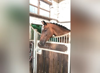 Holsteiner, Merrie, 9 Jaar, 159 cm, Donkerbruin