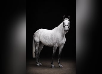 Holsteiner, Merrie, 9 Jaar, 162 cm, Schimmel
