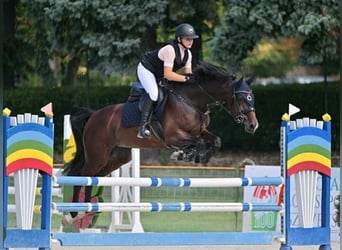 Holsteiner, Merrie, 9 Jaar, 163 cm, Donkerbruin