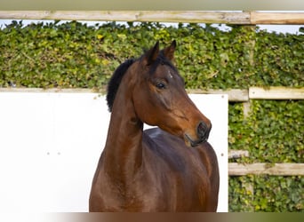 Holsteiner, Merrie, 9 Jaar, 165 cm, Bruin