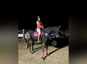 Holsteiner, Merrie, 9 Jaar, 165 cm, Donkerbruin