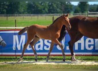 Holsteiner, Merrie, 9 Jaar, 165 cm, Donkerbruin