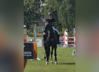 Holsteiner, Merrie, 9 Jaar, 165 cm, Donkerbruin