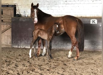 Holsteiner, Merrie, 9 Jaar, 165 cm, Vos