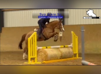 Holsteiner, Merrie, 9 Jaar, 165 cm, Vos