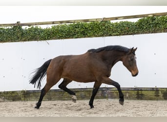 Holsteiner, Merrie, 9 Jaar, 166 cm, Bruin