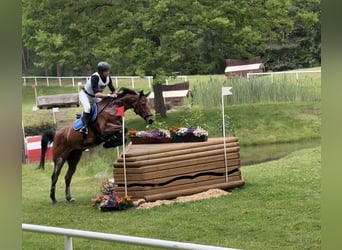 Holsteiner, Merrie, 9 Jaar, 167 cm, Bruin