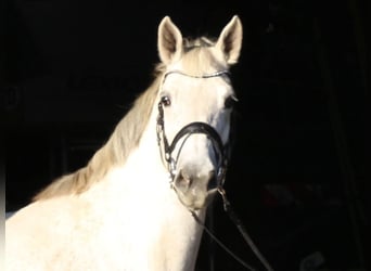 Holsteiner, Merrie, 9 Jaar, 167 cm, Schimmel