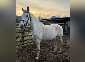 Holsteiner, Merrie, 9 Jaar, 167 cm, Schimmel