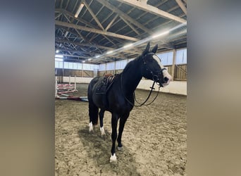 Holsteiner, Merrie, 9 Jaar, 167 cm, Zwartbruin