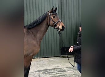 Holsteiner, Merrie, 9 Jaar, 168 cm, Bruin