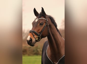Holsteiner, Merrie, 9 Jaar, 168 cm, Bruin