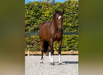 Holsteiner, Merrie, 9 Jaar, 168 cm, Bruin