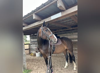 Holsteiner, Merrie, 9 Jaar, 168 cm, Donkerbruin