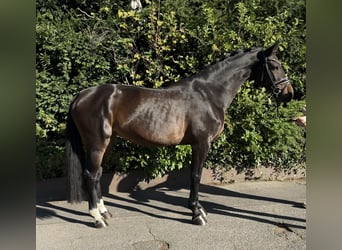 Holsteiner, Merrie, 9 Jaar, 168 cm, Donkerbruin