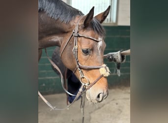 Holsteiner, Merrie, 9 Jaar, 168 cm, Donkerbruin