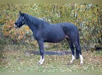 Holsteiner, Merrie, 9 Jaar, 169 cm, Donkerbruin