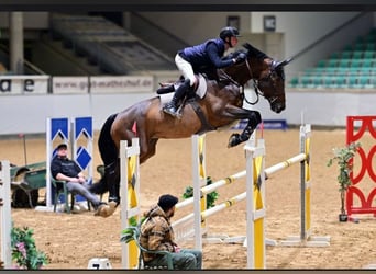 Holsteiner, Merrie, 9 Jaar, 169 cm, Donkerbruin