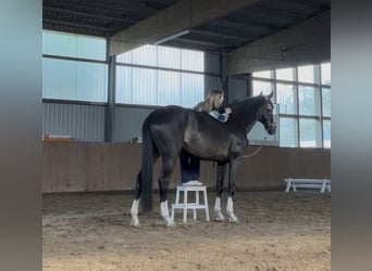 Holsteiner, Merrie, 9 Jaar, 169 cm, Donkerbruin