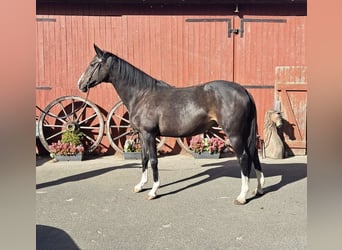 Holsteiner, Merrie, 9 Jaar, 169 cm, Donkerbruin