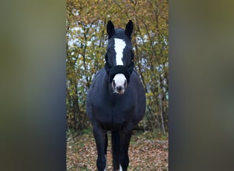 Holsteiner, Merrie, 9 Jaar, 169 cm, Donkerbruin