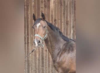 Holsteiner, Merrie, 9 Jaar, 170 cm, Donkerbruin