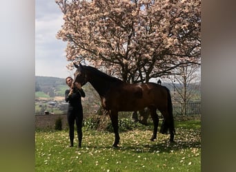 Holsteiner, Merrie, 9 Jaar, 170 cm, Donkerbruin