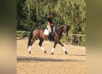 Holsteiner, Merrie, 9 Jaar, 170 cm, Donkerbruin