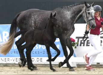 Holsteiner, Merrie, 9 Jaar, 172 cm, Schimmel