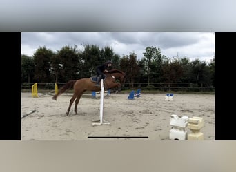 Holsteiner, Merrie, 9 Jaar, 172 cm, Vos