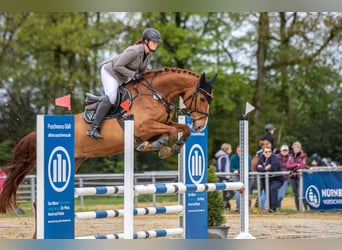 Holsteiner, Merrie, 9 Jaar, 172 cm, Vos