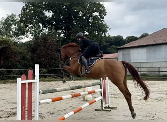 Holsteiner, Merrie, 9 Jaar, 172 cm, Vos